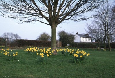 Upper Green in the Spring