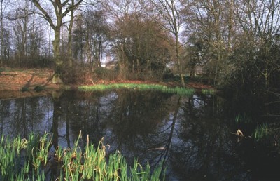  The Village Pond is maintained by  the Tewin Society