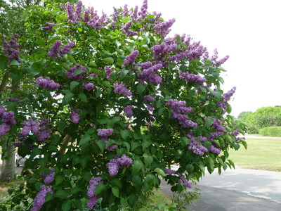 Lilac or Syringa