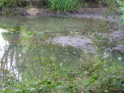 The pond before cleaning out.