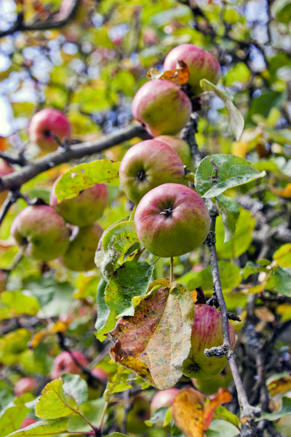 Apple Day 2015 apples