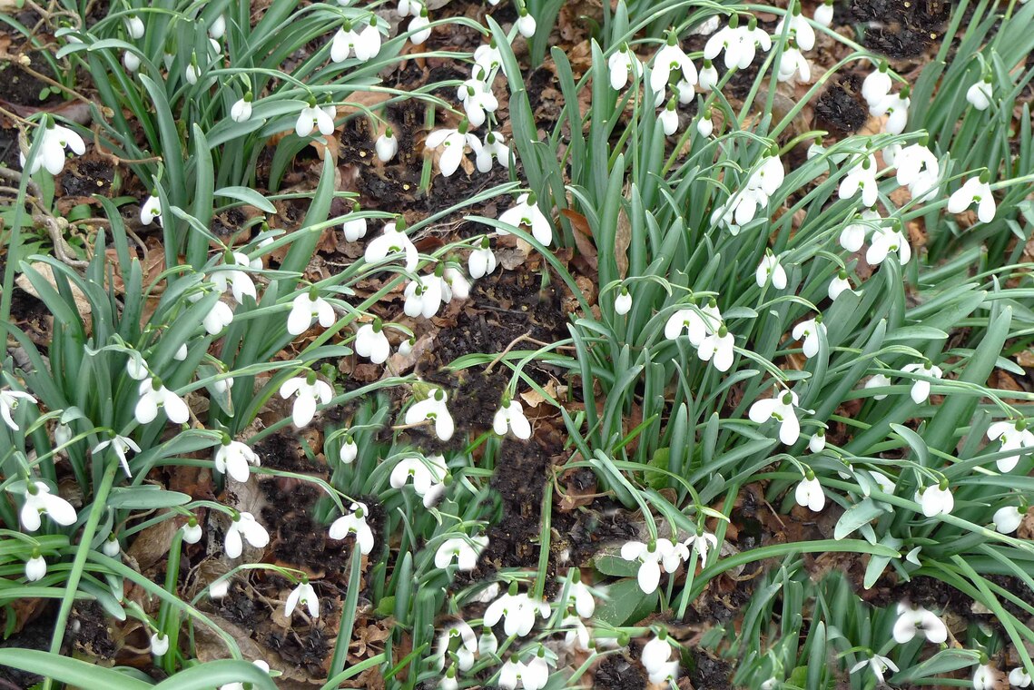 Winter Gardens snowdrops
