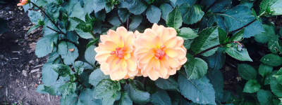 Allotment flowers