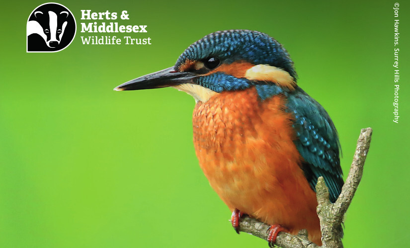 Kingfisher for Archers Green Nature Reserve Appeal