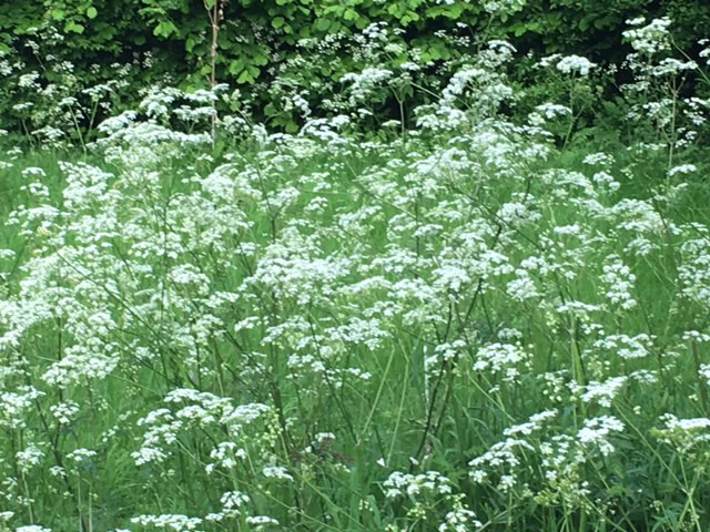 Cow Parsley
