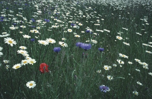 One part of the wood started as a wild flower meadow.