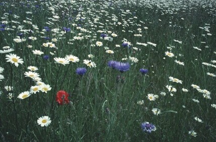 One part of the wood started as a wild flower meadow.