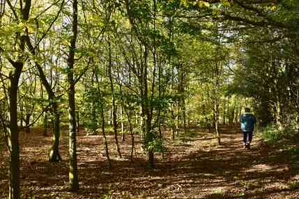 100 year wood at nearly 30, a path well trod