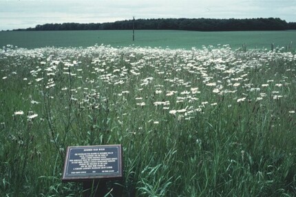 The sign was in the wild flower meadow.