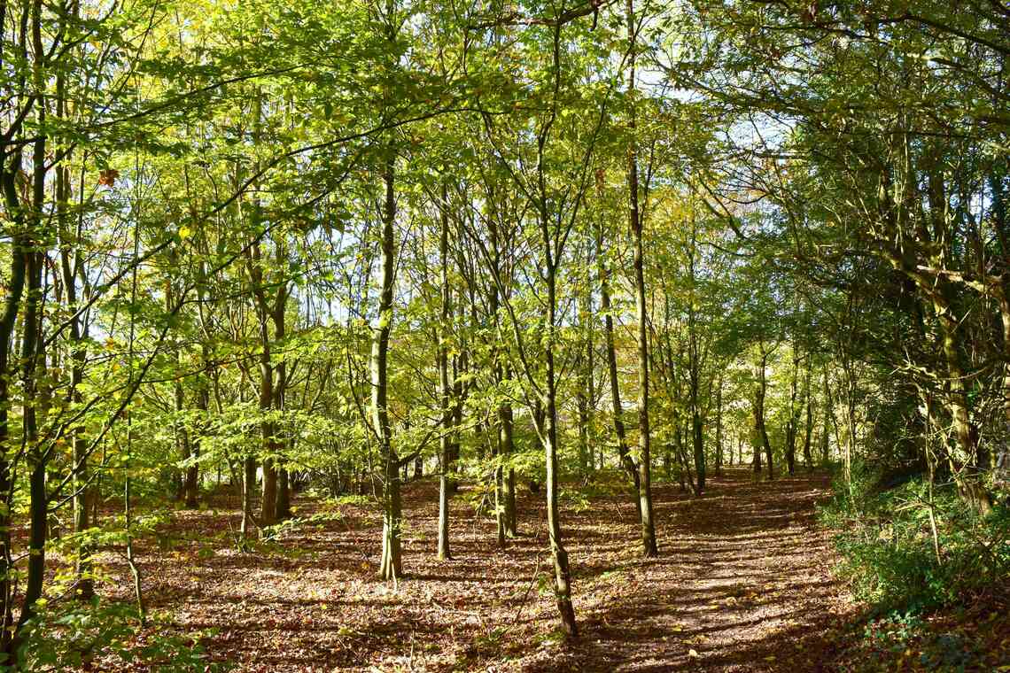 100 year wood at nearly 30, young trees and sunshine