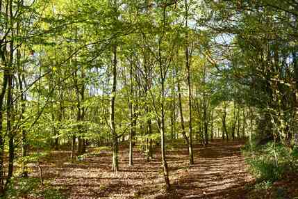 100 year wood at nearly 30, young trees and sunshine