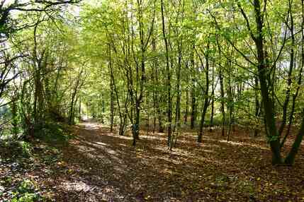 100 year wood at nearly 30, young trees and sunshine