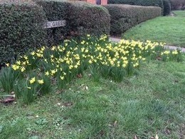 Daffodils