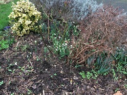 Snowdrops