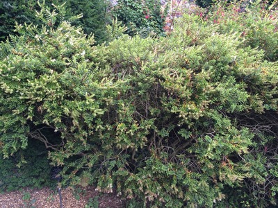 The Hebe shrub still alive and growing.