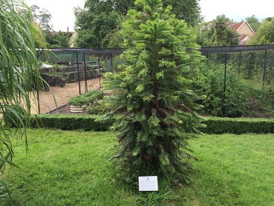 The Wollemi Pine.