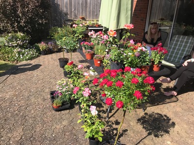 PLANTS FOR SALE TO HELP THE SHOPS COFFERS