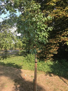 THE TREES ARE ON A PIECE OF LAND OPPOSITE TEWIN HILL.