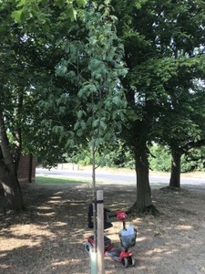 THE TREES ARE ON A PIECE OF LAND OPPOSITE TEWIN HILL.