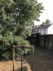 THE TREES ARE ON A PIECE OF LAND OPPOSITE TEWIN HILL.