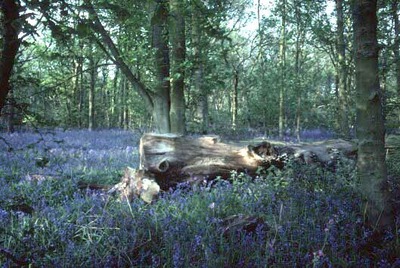 Bluebell woods at Marden