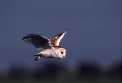 Barn Owl