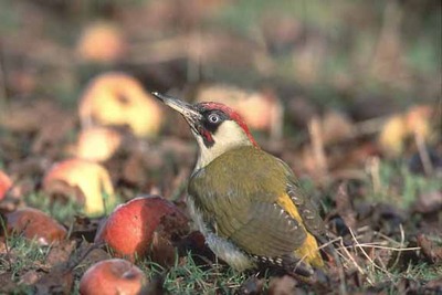 Green Woodpecker