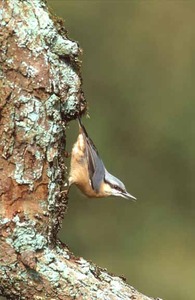 Nuthatch