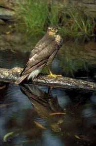 Sparrowhawk