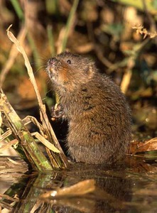 Water Vole