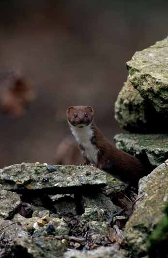 Weasel