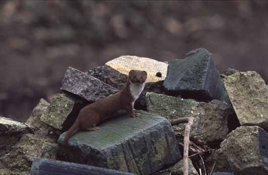 Weasel