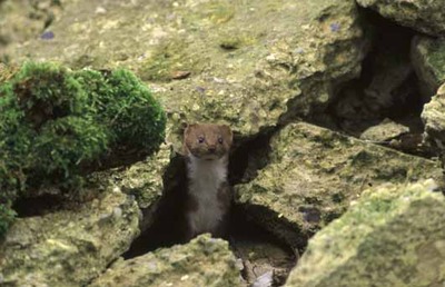 Weasel