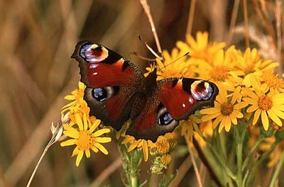 Peacock Butterfly