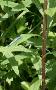 Common Blue Damselfly