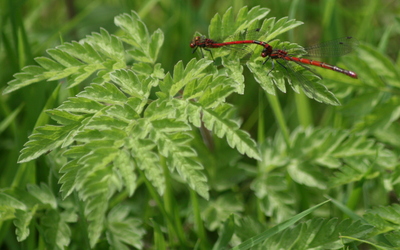 Red damselflies