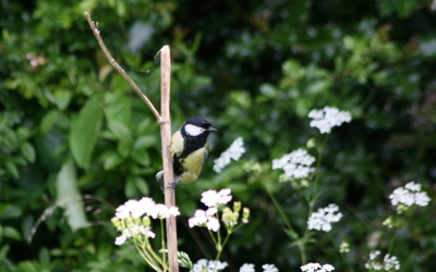 Great Tit