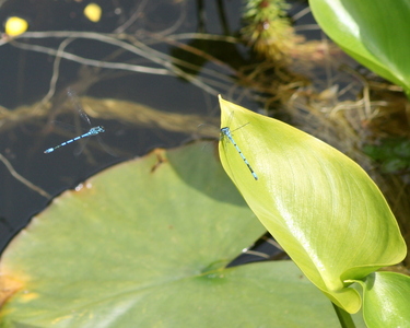 Common blue damselflies