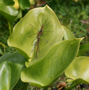 Red damselflies