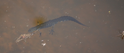 Common newt