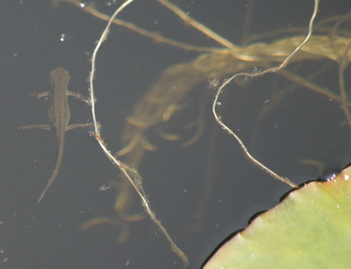 Common newt