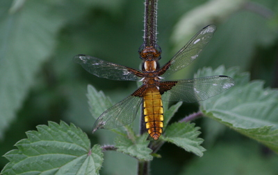 Broad-bodied libellula dragonfly