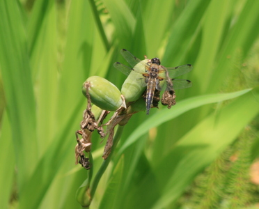 Four-spotted libellula