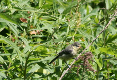 Young tit