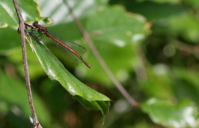 A red damselfly