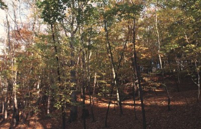Dawley Wood in Autumn