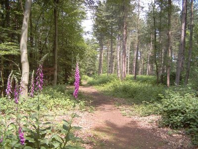 Foxgloves in a woodland setting