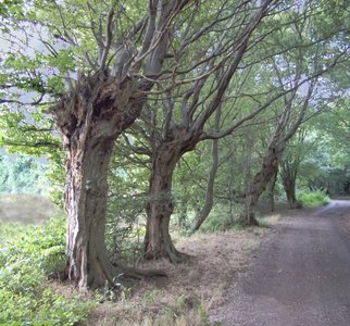 Ancient hedgerow with coppiced trees
