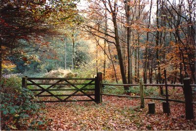 Autumn in Queen Hoo Lane