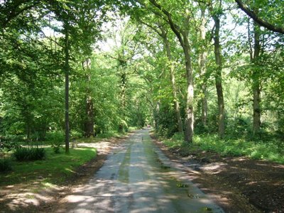 Springtime greenery in Queen Hoo Lane